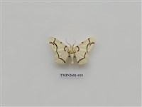 藏品(尺蛾225)的圖片